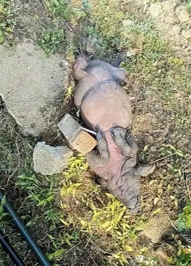 石头的死猪该井供给了一半村民的饮用水CQ9传奇电子广西村庄水井内发现被绑(图2)
