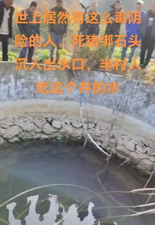 石头的死猪该井供给了一半村民的饮用水CQ9传奇电子广西村庄水井内发现被绑(图1)